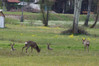 Ime datoteke: pasa2~0.jpg
Velikost datoteke: 258kB
Dimenzija: 900x600
Datum objave: 22. april 2012 pasa2~0.jpg