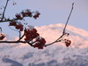 Ime datoteke: jerebika~1.jpg
Velikost datoteke: 111kB
Dimenzija: 890x667
Datum objave: 4. februar 2007 jerebika~1.jpg