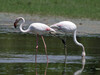 Flamingo_715.jpg