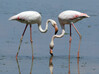Flamingo_850.jpg