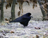 Ime datoteke: 01~0.jpg
Velikost datoteke: 185kB
Dimenzija: 900x720
Datum objave: 11. januar 2007 01~0.jpg