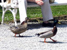 Ime datoteke: 2~1.jpg
Velikost datoteke: 191kB
Dimenzija: 800x599
Datum objave: 9. maj 2006 2~1.jpg