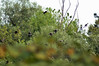Ime datoteke: 2~3.jpg
Velikost datoteke: 171kB
Dimenzija: 898x600
Datum objave: 19. avgust 2008 2~3.jpg