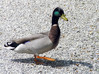 Ime datoteke: 3~0.jpg
Velikost datoteke: 193kB
Dimenzija: 800x599
Datum objave: 9. maj 2006 3~0.jpg