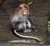 Javanski makak - Macaca fascicularis2.JPG