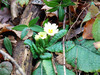 Trobentica_Primula_vulgaris11.JPG