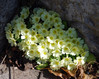Trobentica_Primula_vulgaris12.JPG