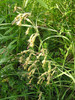 Zelenocvetna_ lepnica_Silene_viridiflora1.JPG
