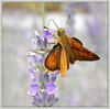 metulj1_filtered.jpg