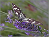 metulj2_filtered.jpg