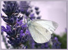 metulj3_filtered.jpg