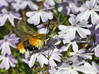 Ime datoteke: met4~5.jpg
Velikost datoteke: 198kB
Dimenzija: 1020x760
Datum objave: 23. april 2020 met4~5.jpg