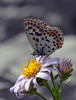 metulj4~2.jpg