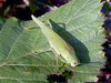 Ime datoteke: kobilica~0.jpg
Velikost datoteke: 199kB
Dimenzija: 770x578
Datum objave: 4. september 2005 kobilica~0.jpg