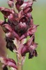 Orchis coriophora _M.jpg