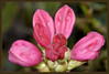 Rododendron---w.jpg