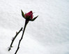vrtnica v snegu.jpg