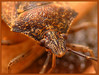 Ime datoteke: stenica1~0.jpg
Velikost datoteke: 196kB
Dimenzija: 800x606
Datum objave: 22. marec 2006 stenica1~0.jpg