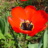 Ognjeni tulipan.jpg
