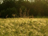 Ime datoteke: 3~3.jpg
Velikost datoteke: 158kB
Dimenzija: 633x480
Datum objave: 21. junij 2005 3~3.jpg