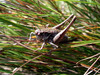 Ime datoteke: 4~5.jpg
Velikost datoteke: 161kB
Dimenzija: 640x480
Datum objave: 14. oktober 2005 4~5.jpg