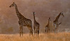 Kruger park 2010 - 100818-2.jpg