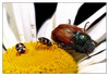 Coleoptera-02-web.jpg