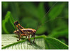 Ime datoteke: K-20-web~0.jpg
Velikost datoteke: 151kB
Dimenzija: 900x655
Datum objave: 24. maj 2006 K-20-web~0.jpg