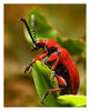 Ime datoteke: Lilijevka-02-web~0.jpg
Velikost datoteke: 110kB
Dimenzija: 569x700
Datum objave: 3. april 2006 Lilijevka-02-web~0.jpg