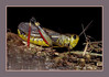 arcyptera-fusca-A.jpg