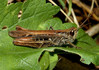 Ime datoteke: chorthippus mollis~0.jpg
Velikost datoteke: 190kB
Dimenzija: 900x636
Datum objave: 22. november 2005 chorthippus mollis~0.jpg