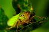 ciccadella viridis.jpg