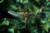 libellula quadrimaculata..jpg