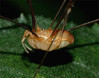 pajek-B1 phalangiidae.jpg
