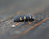 pikapolonica larva.jpg