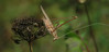 tylopsis lilifolia,.jpg
