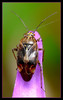 plant-bug_purple.jpg