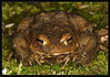 Ime datoteke: 004~0.jpg
Velikost datoteke: 192kB
Dimenzija: 800x565
Datum objave: 3. april 2009 004~0.jpg