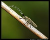 Agapanthia villosoviridescens.jpg
