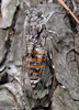 Cicada orni .jpg