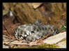 Ime datoteke: E~0.jpg
Velikost datoteke: 204kB
Dimenzija: 800x587
Datum objave: 12. marec 2008 E~0.jpg