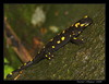 Navadni močerad (Salamandra salamandra) 007.jpg