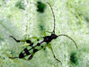 Pegasti kozliček (Strangalia maculata) 002.jpg