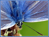 Polyommatus icarus 002a.jpg