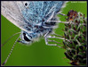 Polyommatus icarus 007a.jpg