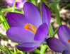 Pomladanski žafran (Crocus vernus)001test.jpg