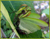 bogomolka (Mantis religiosa) 002.JPG