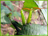 bogomolka (Mantis religiosa) 003.jpg
