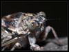 cicada orni 4.jpg