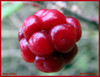 robida (Rubus fruticosus).jpg